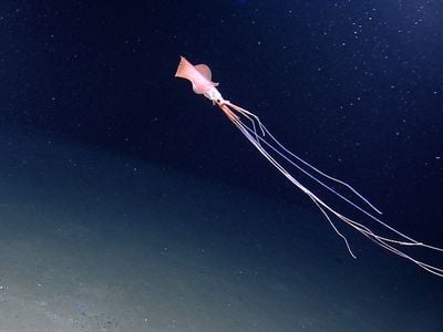 Little is known about most magnapinnid, or bigfin squid, species. The individual pictured here was spotted by the NOAA ship Okeanos Explorer in the Gulf of Mexico. Recently, a magnapinnid was filmed in the Philippine Trench&mdash;the deepest ever sighting of a squid.