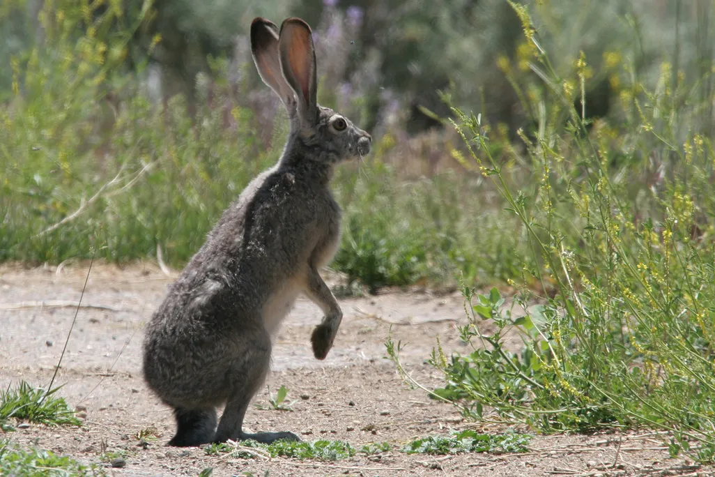 Jack rabbit