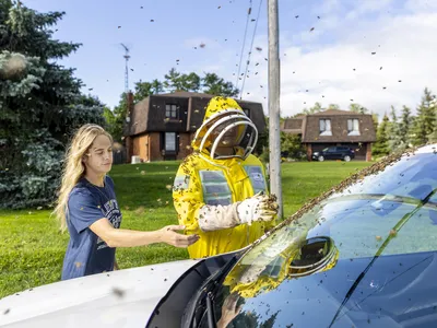 Beekeepers Terri Faloney, left, and Tyler Trute collect bees after an accident in Ontario, Canada, set loose five million honeybees.