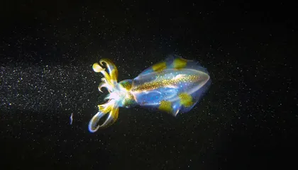 What Drives Aquatic Animals to Make Vertical Migrations?