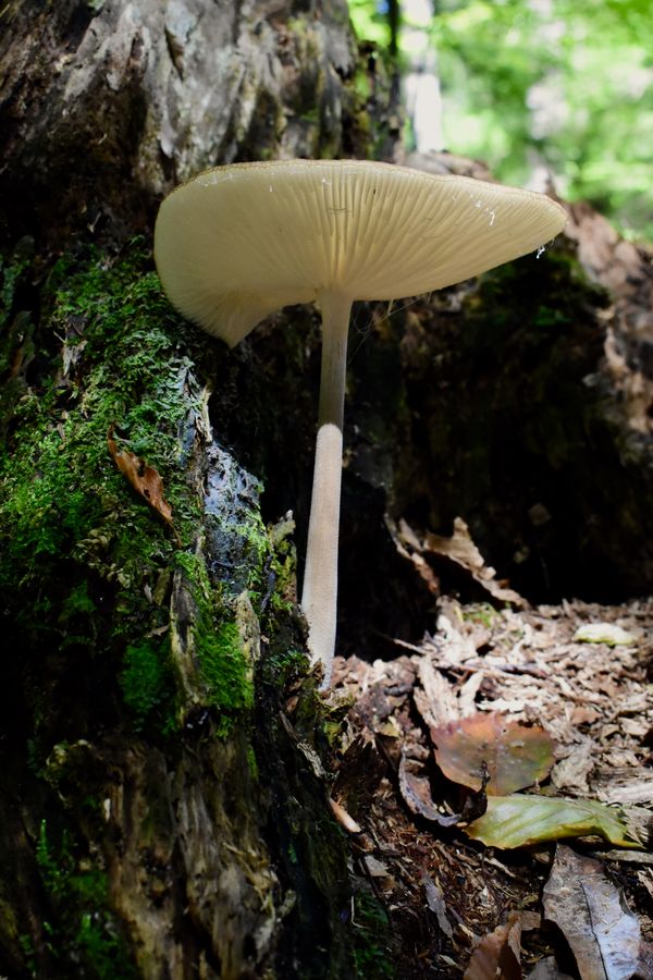Fungus on the trail thumbnail
