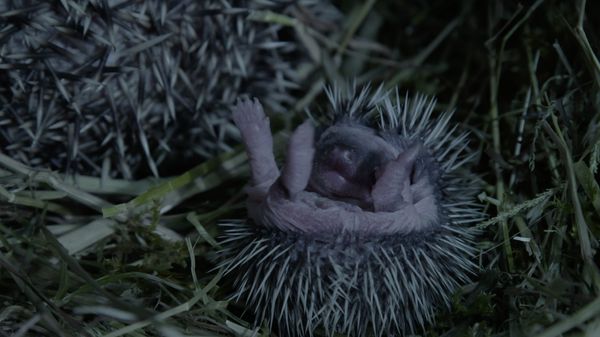 Preview thumbnail for Baby Hedgehog Quills Don’t Harden Right Away