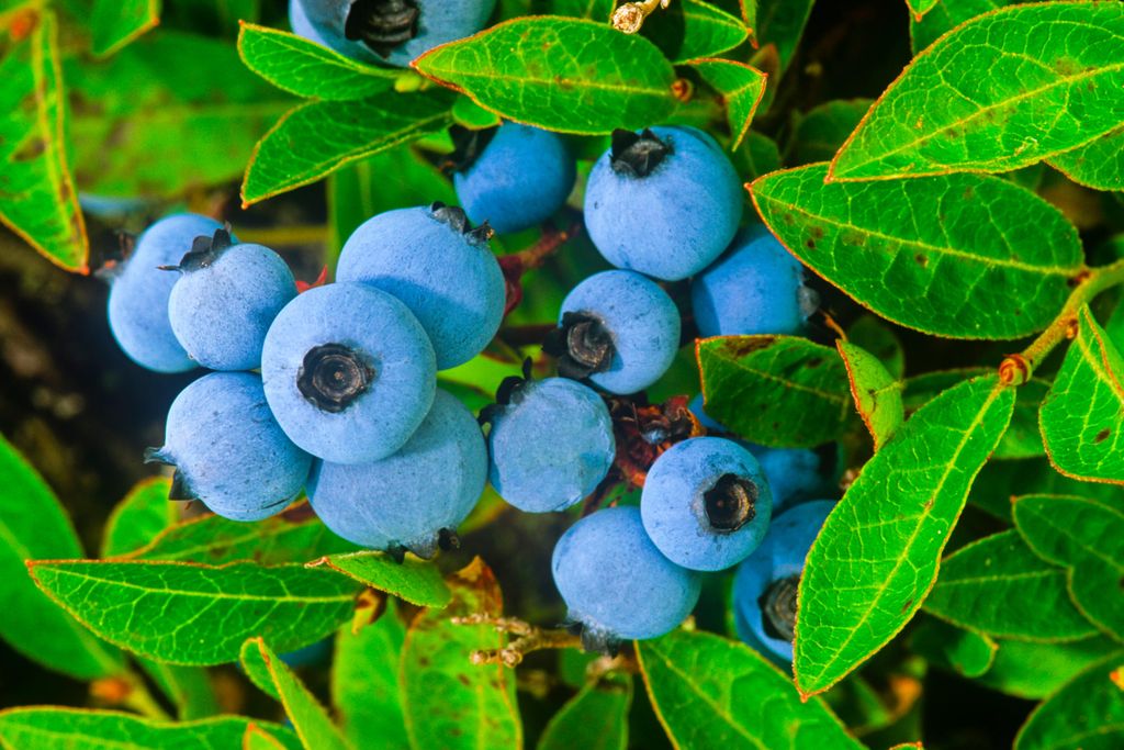 blueberry