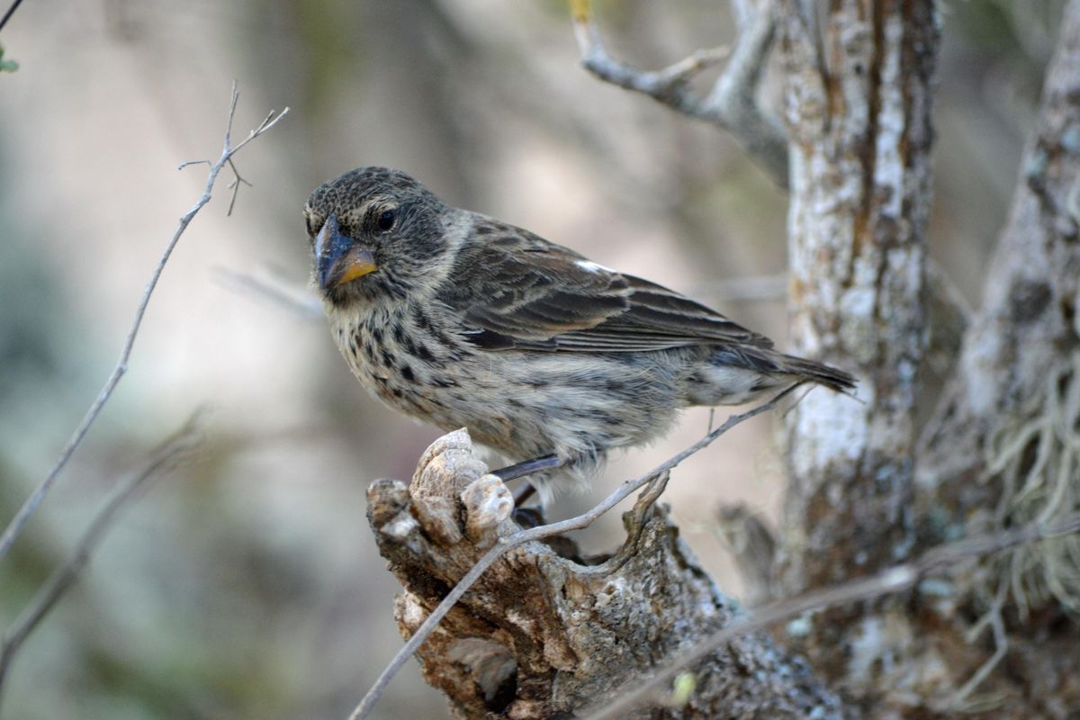 Charles Darwin Finches Facts