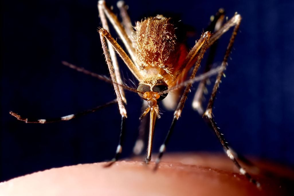 Mosquito