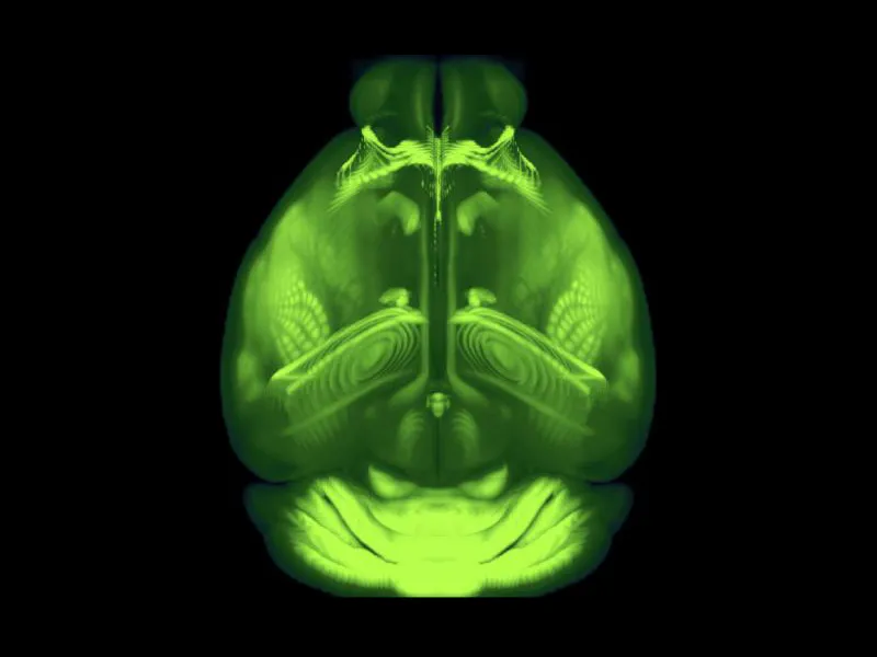 mouse brain