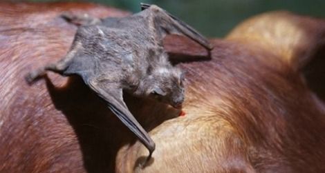 A vampire bat feeds on a pig