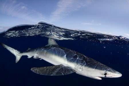 A blue shark near the Azores islands. 