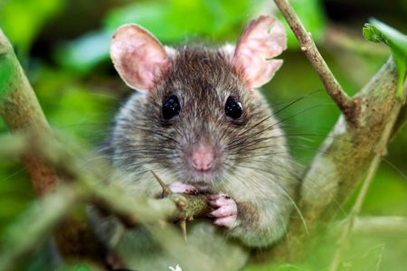 These are the creatures snakes have nightmares about.