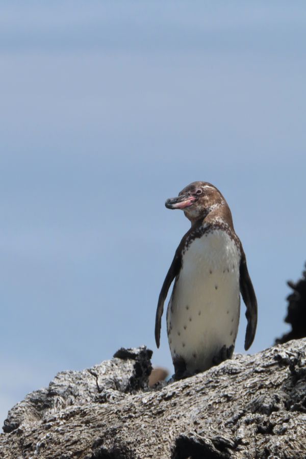 Galapagos penguin thumbnail