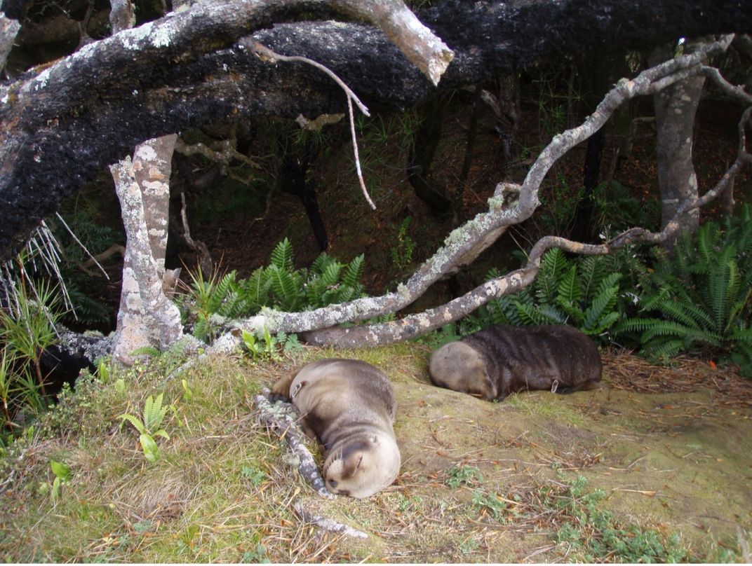 Two sea lion pups sleep on the mossy forest floor. They're sounded by branches and trees.