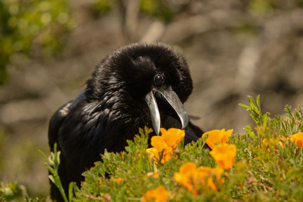 The raven and flowers thumbnail