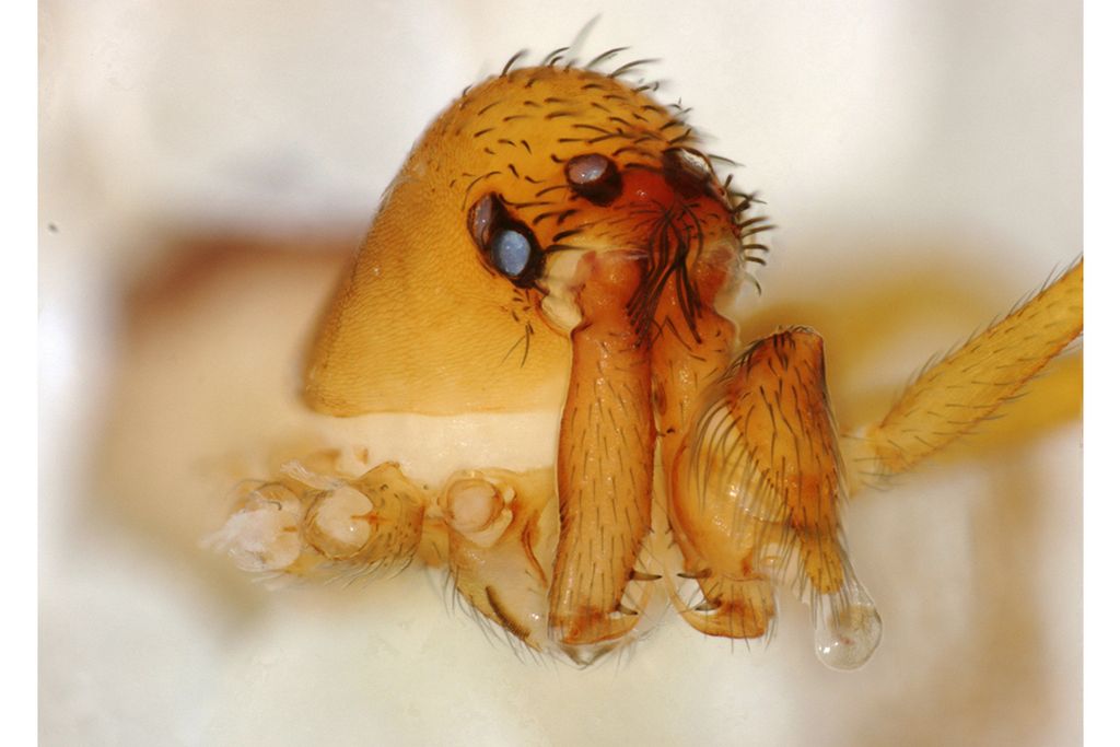 trap-jaw spider