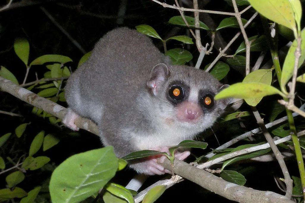 A fat tailed dwarf lemur is showed sittng in a tree. It's hands are wrapped around the branch. 