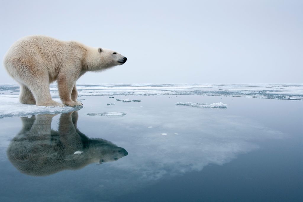 polar bear on ice