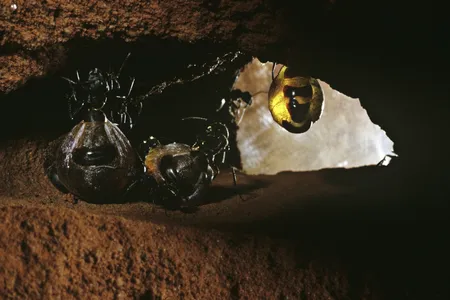 The abdomens of Australian honeypot ants can swell to hold honey that the colony uses as a food source when stores run low.&nbsp;