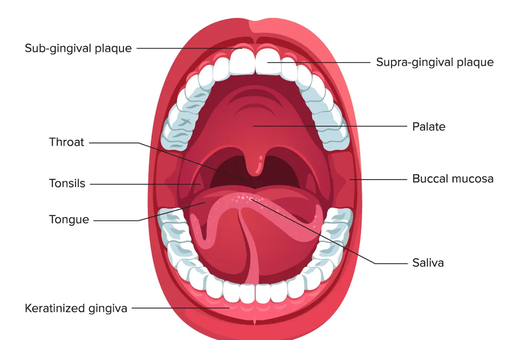 Mouth Diagram