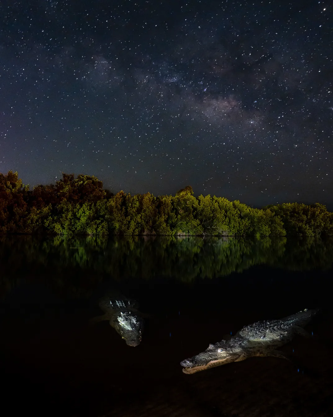 two swimming crocodiles are lit by a flash and the bright milky way above