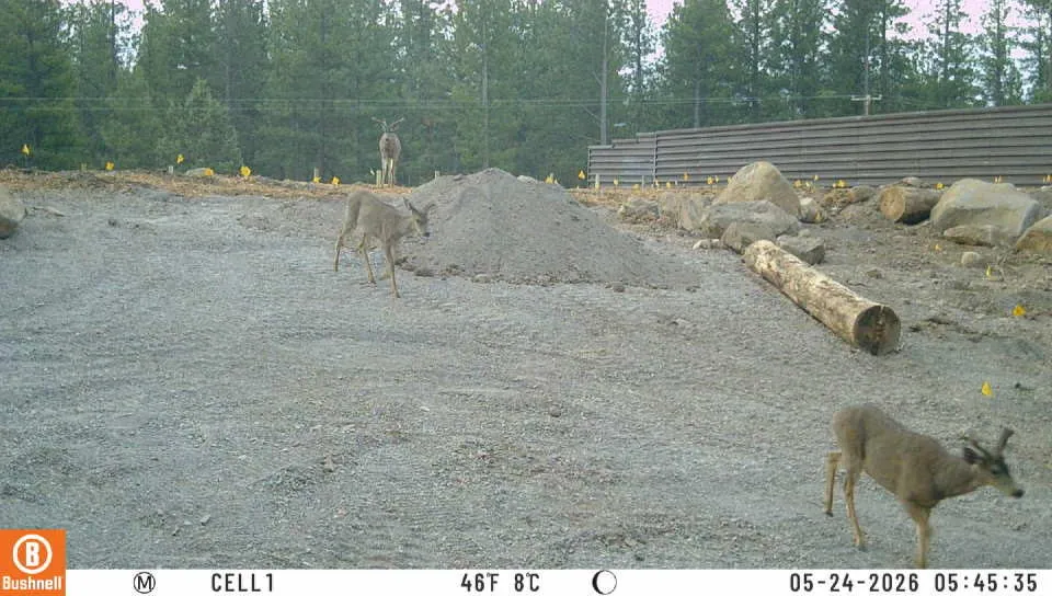 Three deer walking across a wildlife crossing bridge