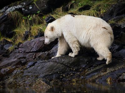 SEP2015_D01_KermodeBears.jpg