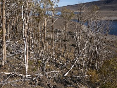 Dead aspen trees, shrunken by drought, wither near Grant Lake in California last October.