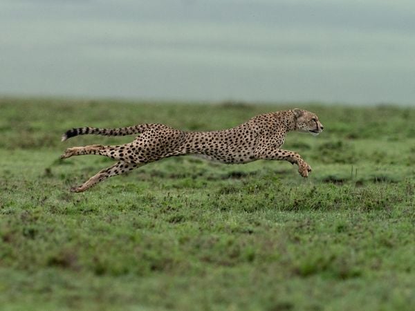 Cheetah Running thumbnail