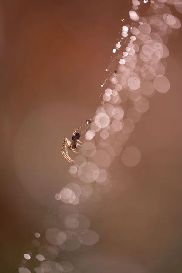 Dream weaver thumbnail