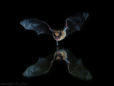 Long-eared Myotis bat (Myotis septentrionalis), photographed in Arizona.