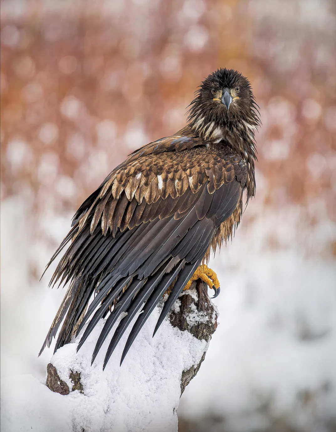 a young bald eagle