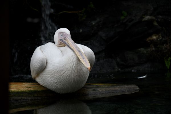 A sleeping pelican thumbnail