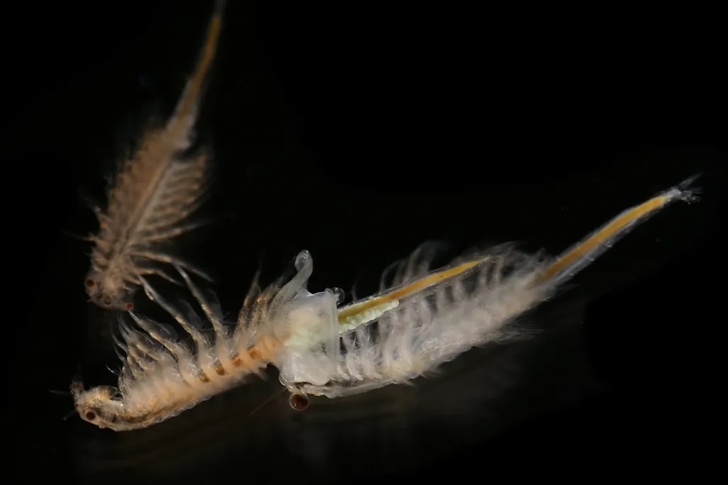 Artemia_salina_4.jpg