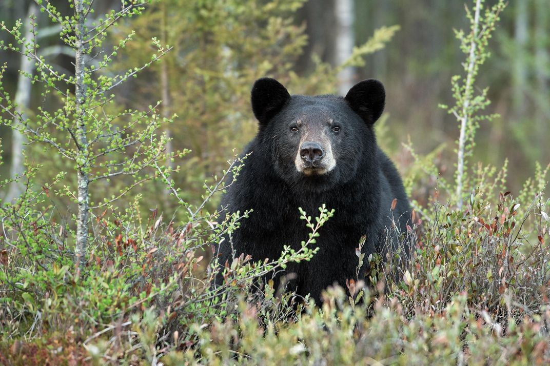 Black Bear