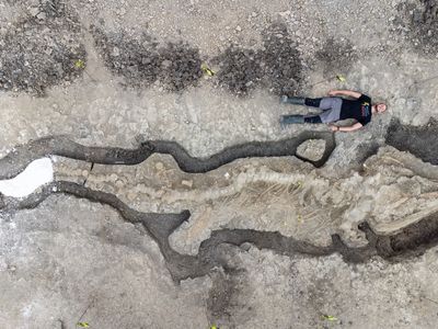 University of Manchester paleontologist Joe Davis sprawls out next to the 32-foot-long skeleton.