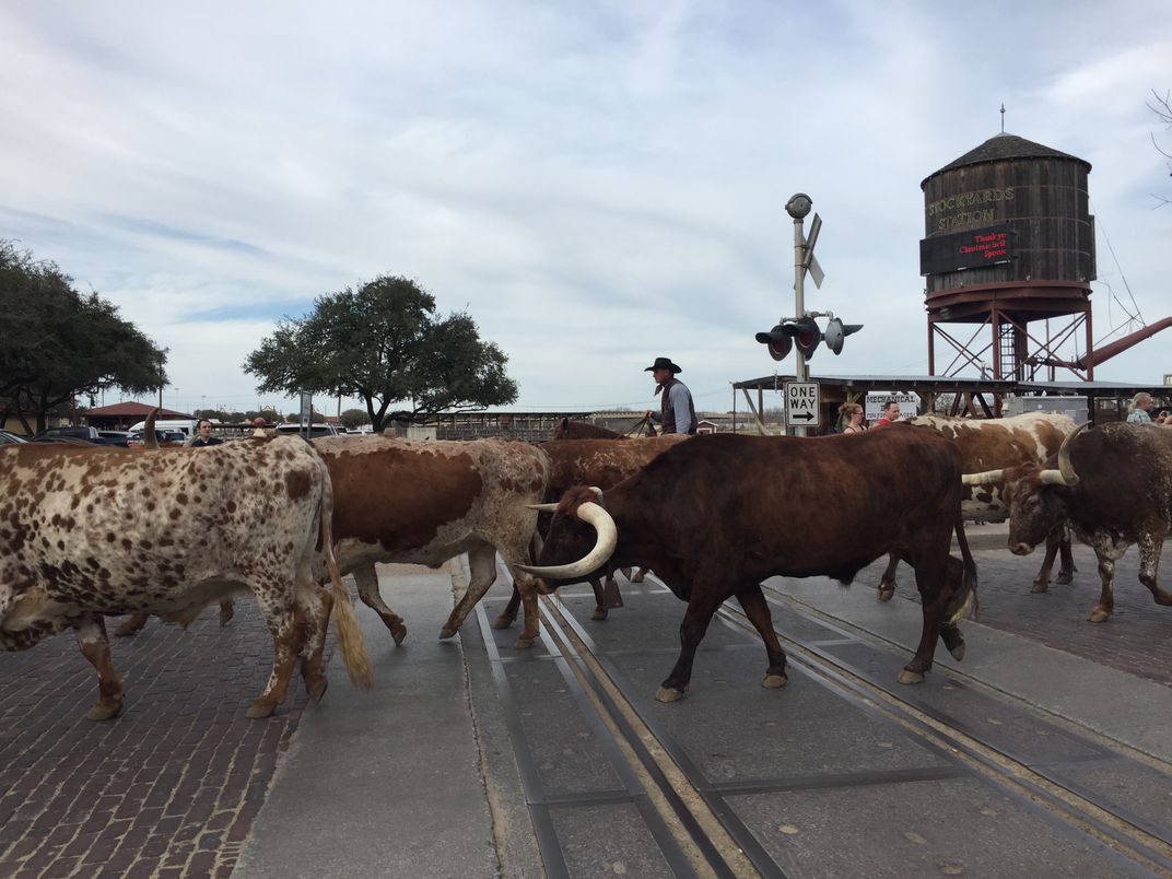 longhorns cross a road with their herder guiding the way