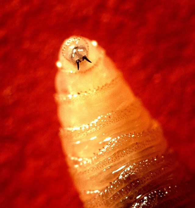 Screwworm Fly larva