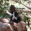 When Fruit Is Scarce, These Monkeys Hunt Animals. The Behavior May Offer Clues About the Origins of Humans' Meat-Eating Habits icon