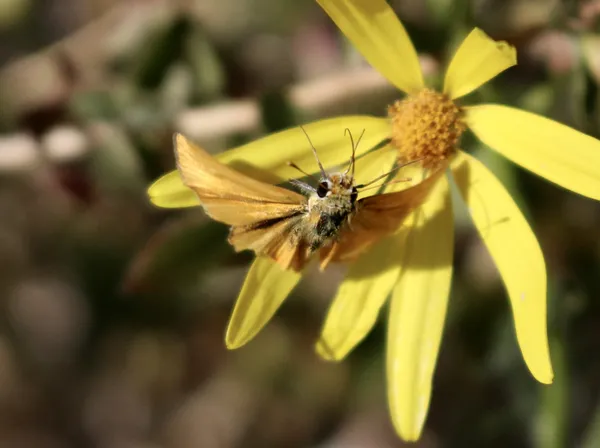 Skipperling in flight thumbnail