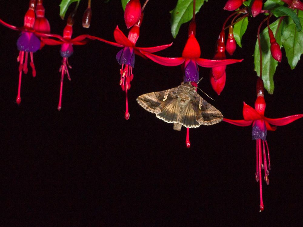 Moth pollinating flower