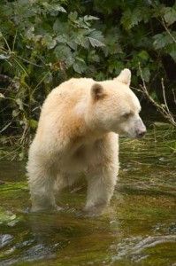 White Coat on a Black Bear