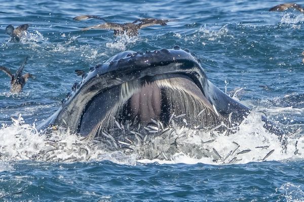 A humpback whale feeding on anchovies thumbnail