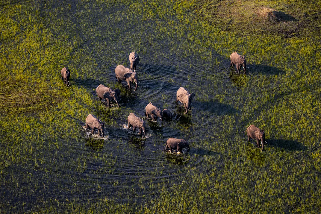 2 - A small herd of elephants wade through the shallow waters of the Okavango Delta, where cheetahs, white rhinoceroses, black rhinoceroses, African wild dogs and lions also roam.