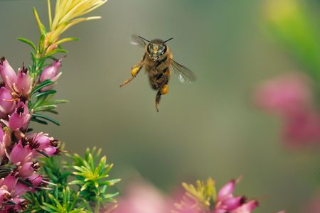 Bees are not so picky when they stop for a snack.