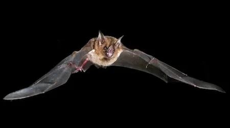 New research shows that unlike any other small mammal, bats stretch their tendons to store and release energy.
