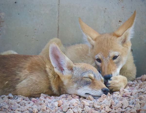 Two Coyote Pup Siblings appear to be sharing a secret thumbnail