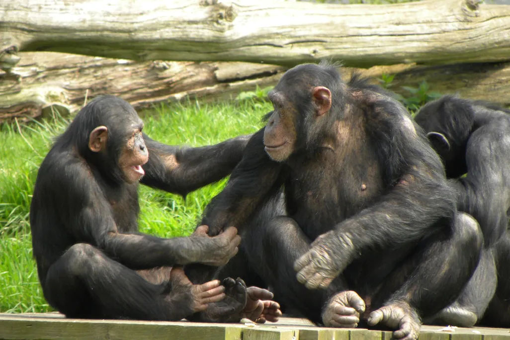 Two chimpanzees sit on a wooden platform; the chimp on the left is holding onto the shoulder and arm of the one on the right. Both look at each other, as if in mid-conversation.