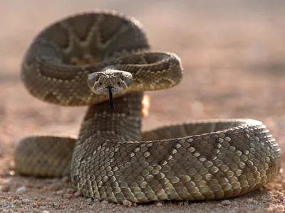Rattlesnakes can bite after death.