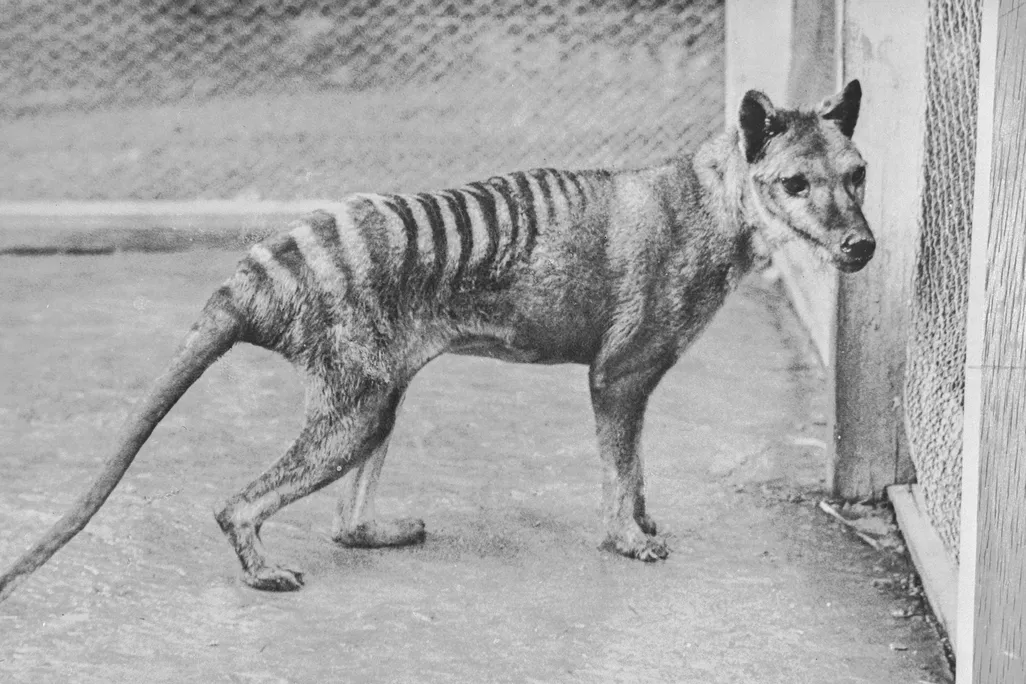 A striped dog-like animal at a zoo