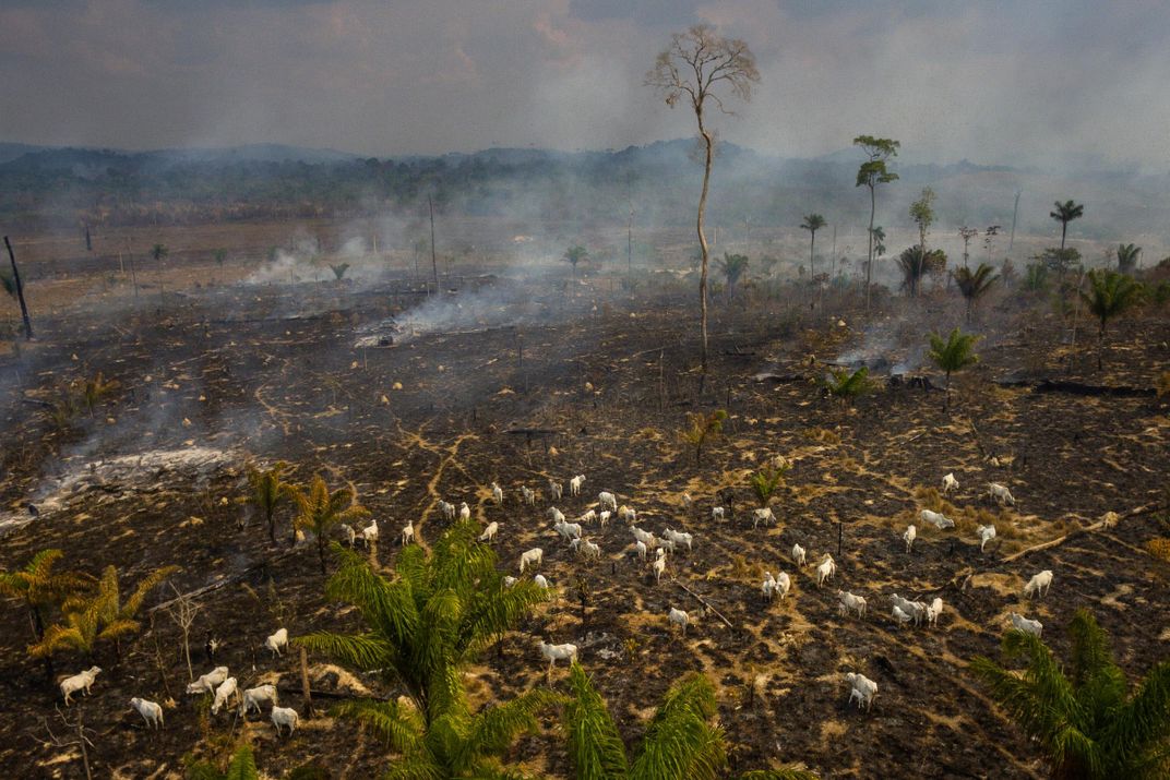 Burned forest with cattle