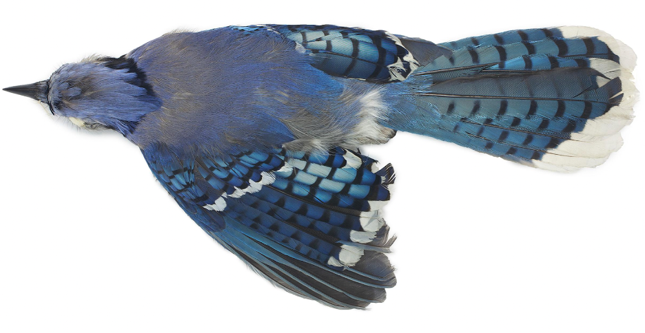 A blue bird with white and grey spots lies against a white background.