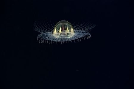 "I shall call him Squishy, and he shall be mine." No, wait, that's Finding Nemo.